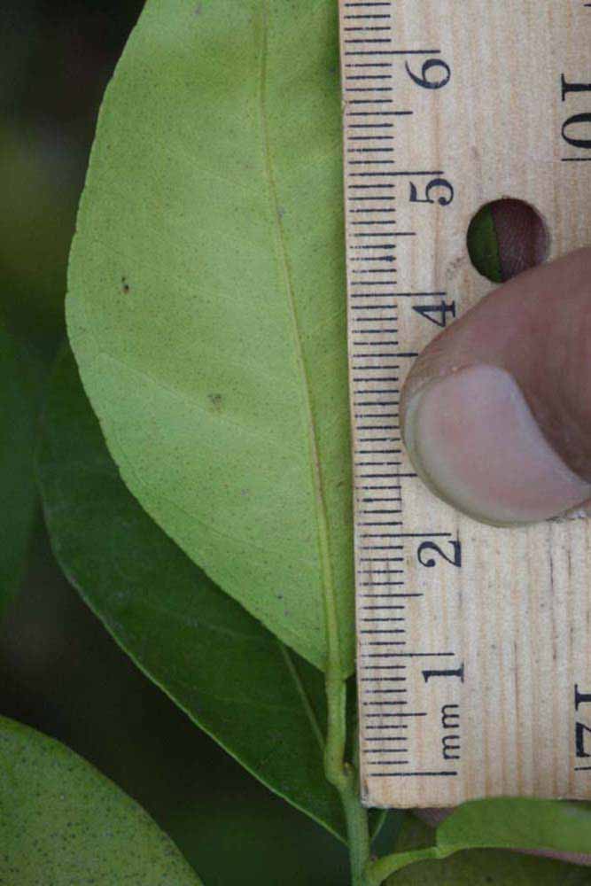              Unifoliolate leaf (Riverside, CA)       
